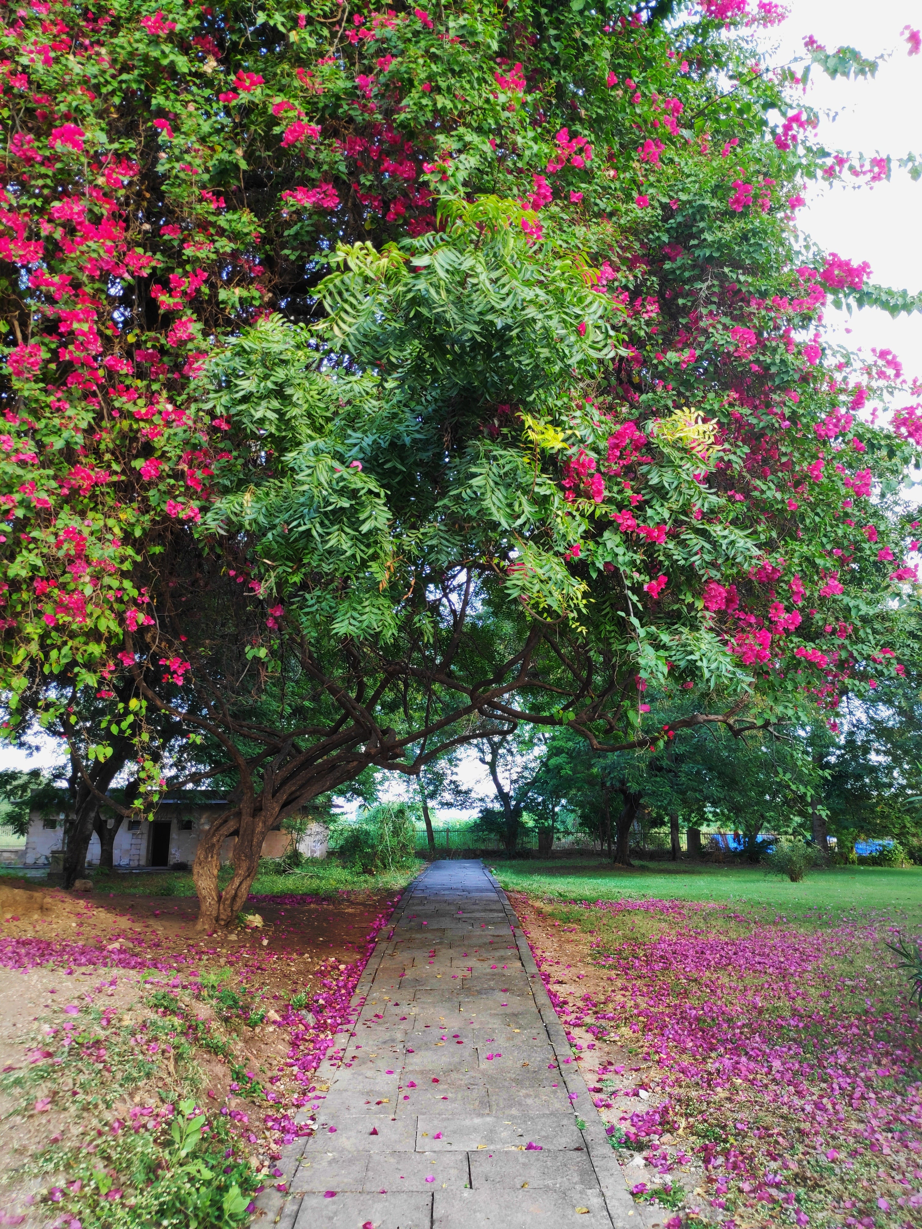Pavagadh Fort Champaner - Image 9