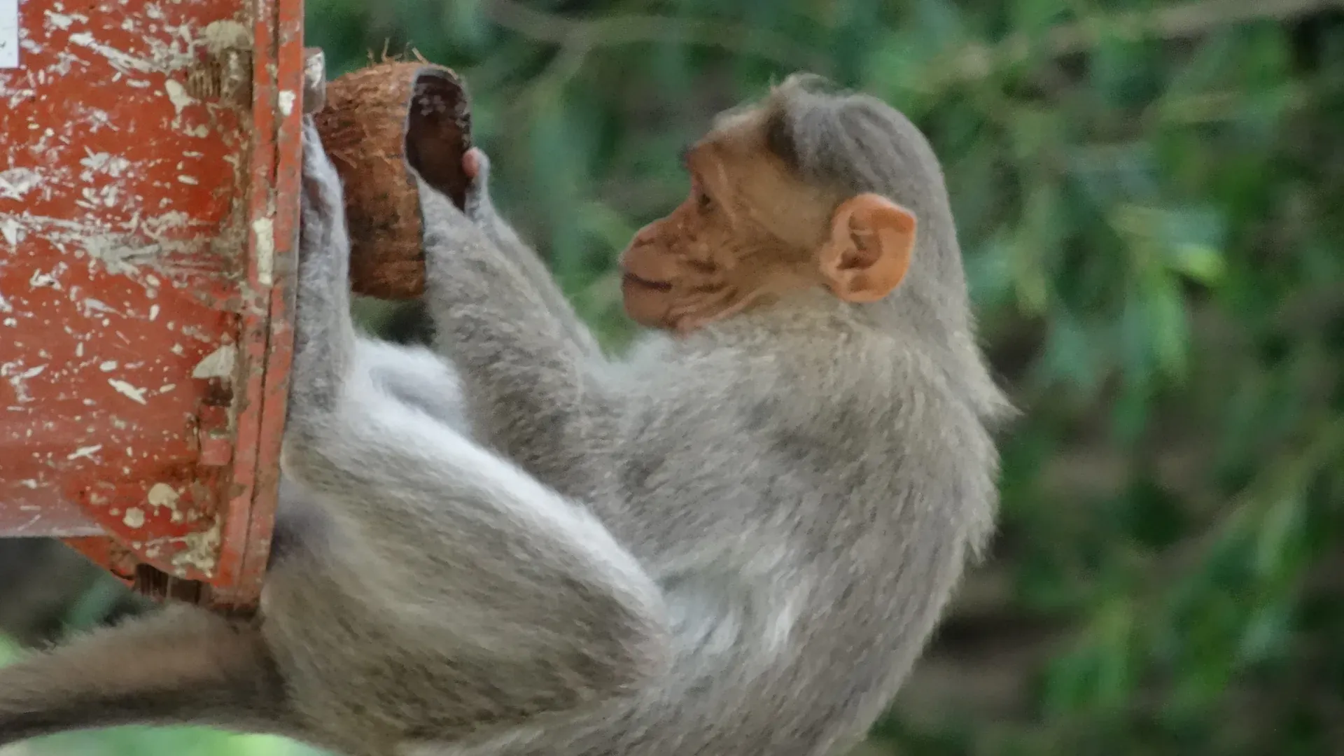 Help preserve Kondapalli Fort Kondapalli