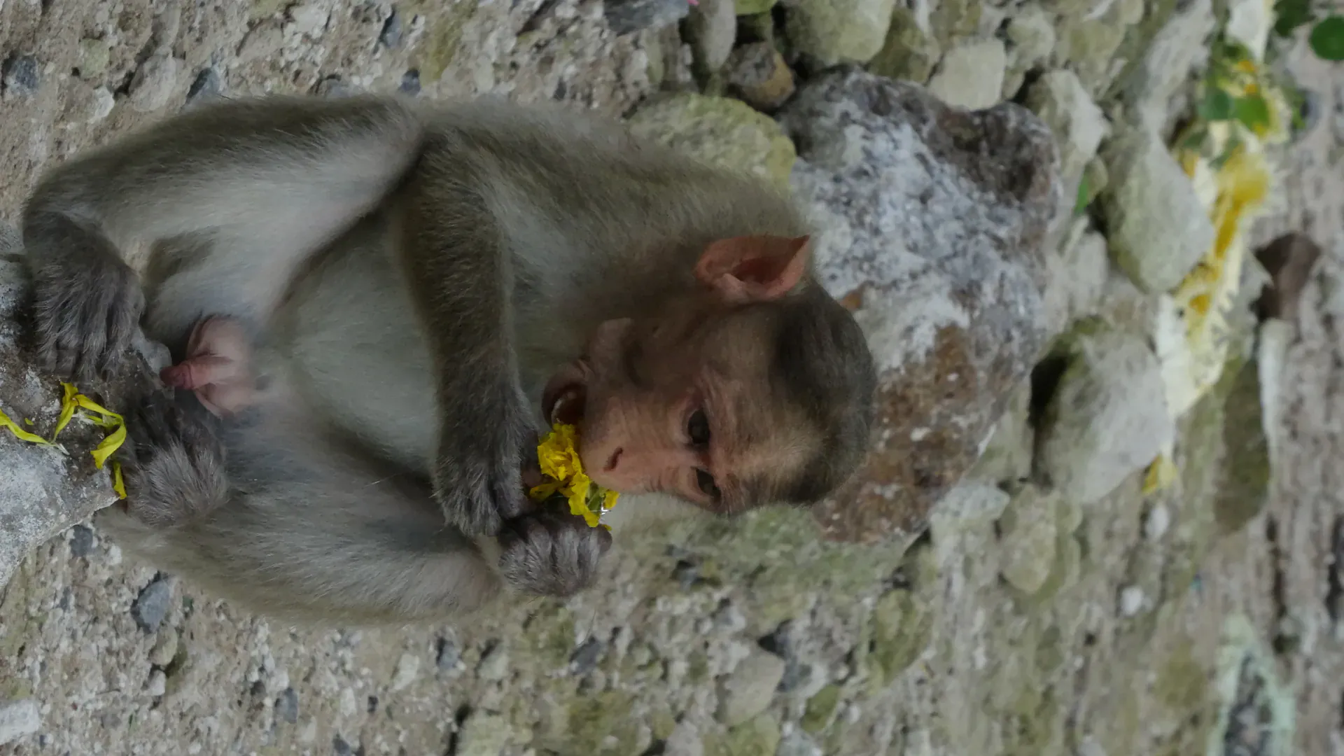 Preserve Kondapalli Fort Kondapalli Heritage Site - Image 2