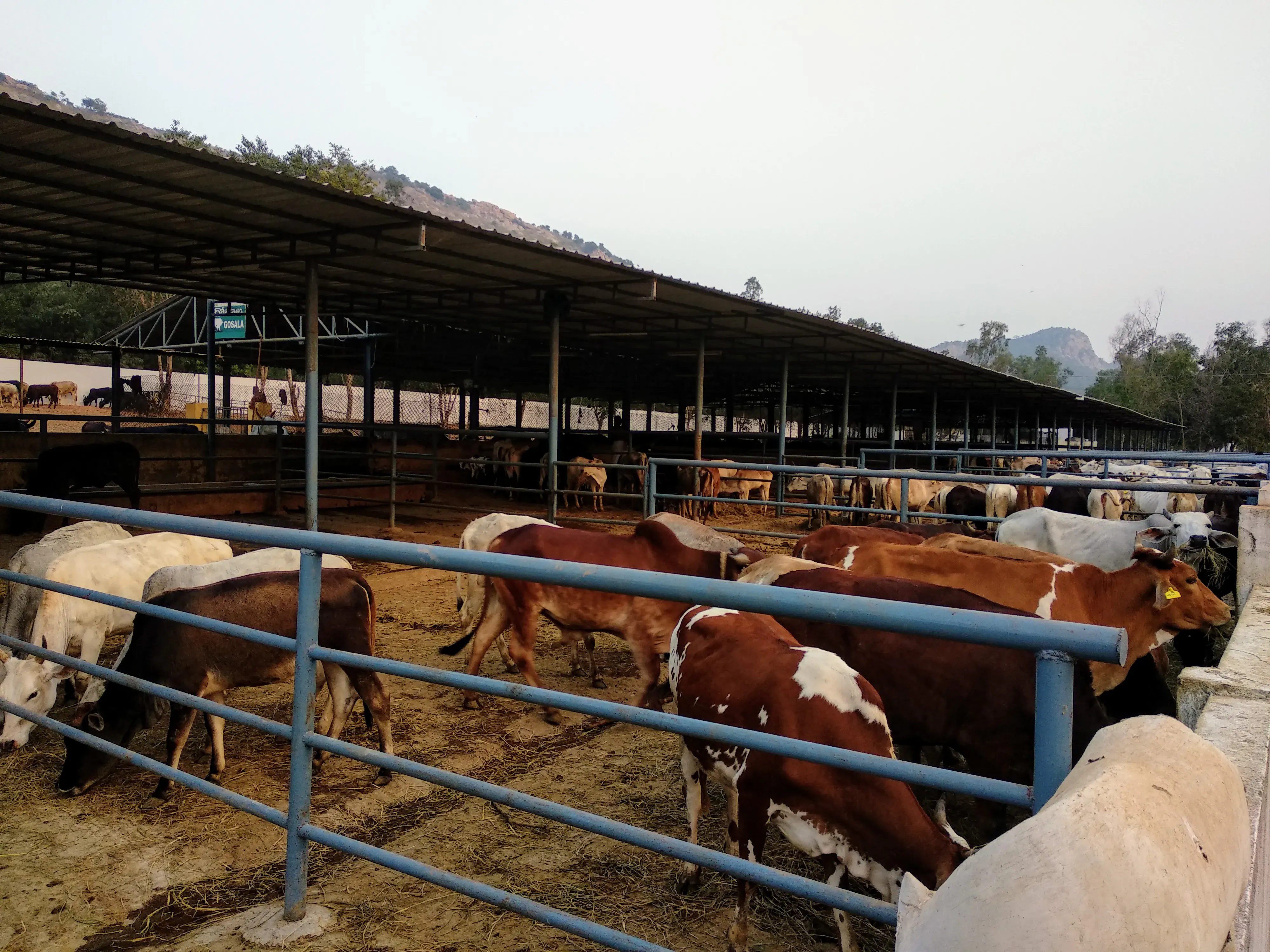 Srikalahasti Temple Srikalahasti - Image 6