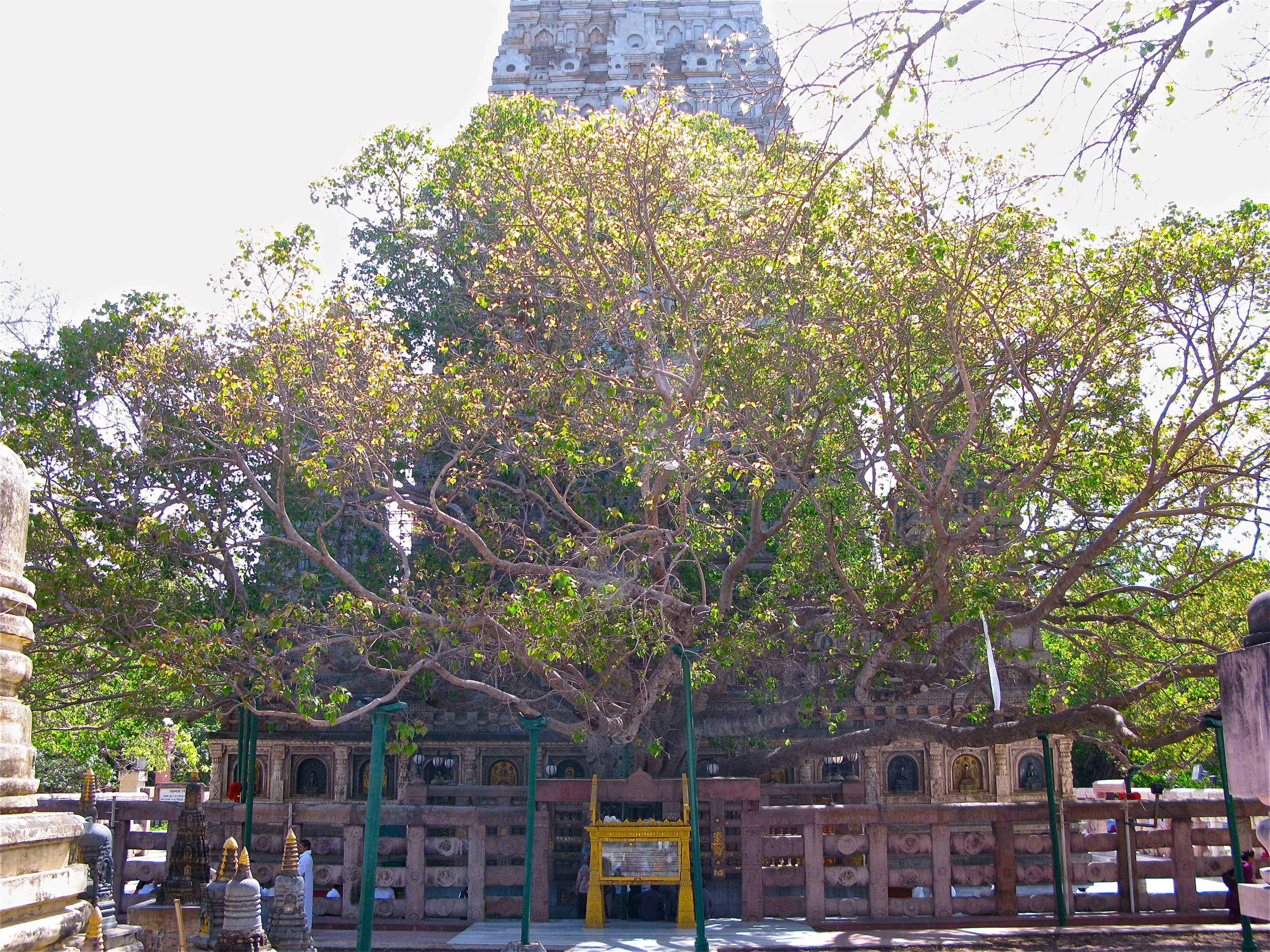 Preserve Mahabodhi Temple Bodh Gaya Heritage Site - Image 3