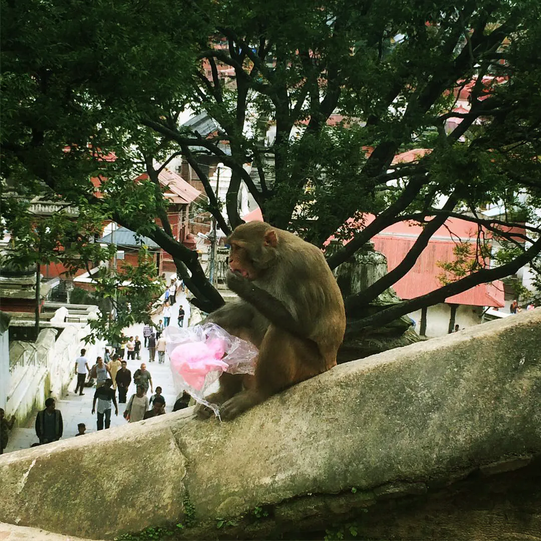 Pashupatinath Temple Kathmandu - Image 11