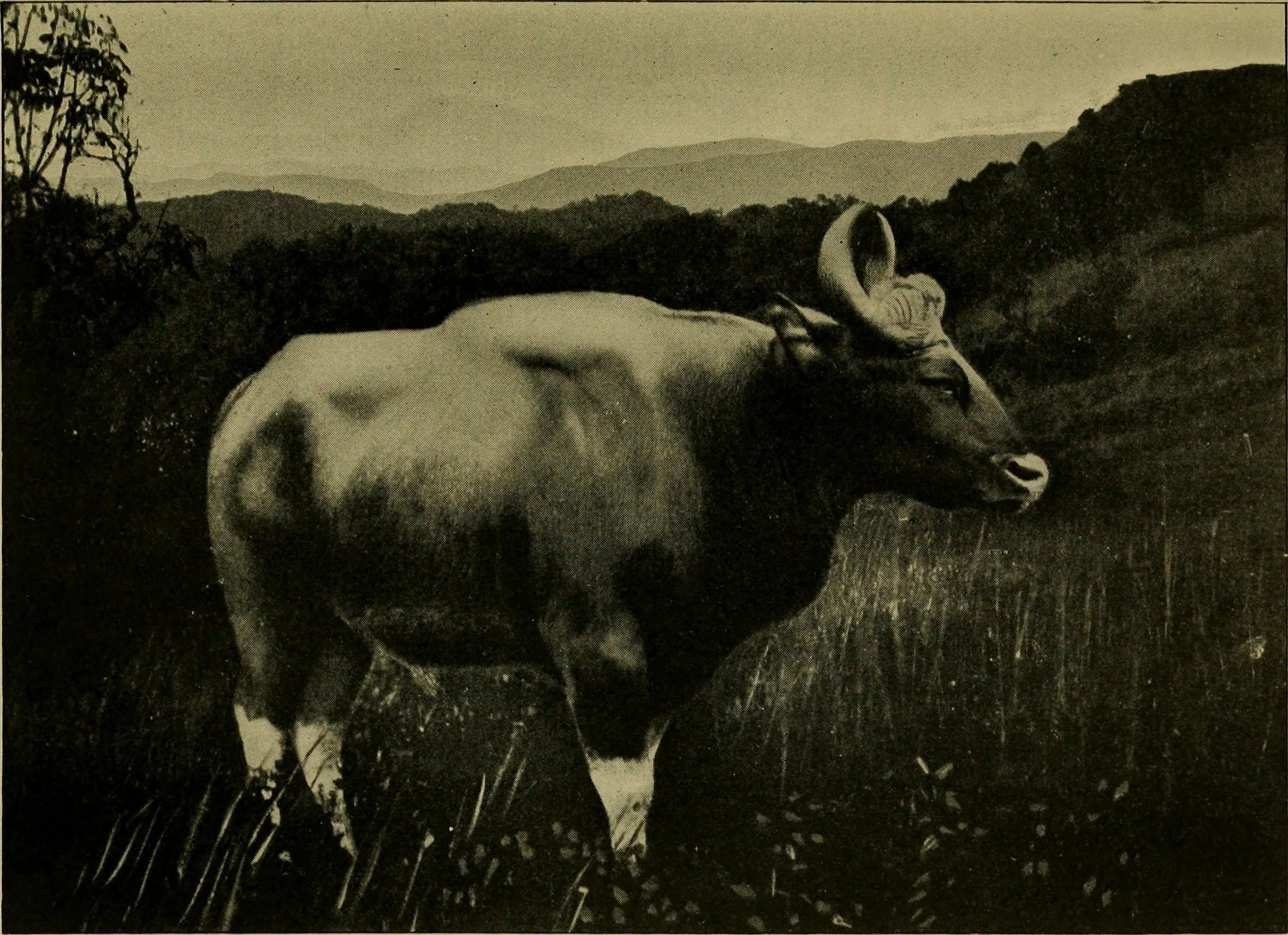 Bellary Fort Bellary - Image 12