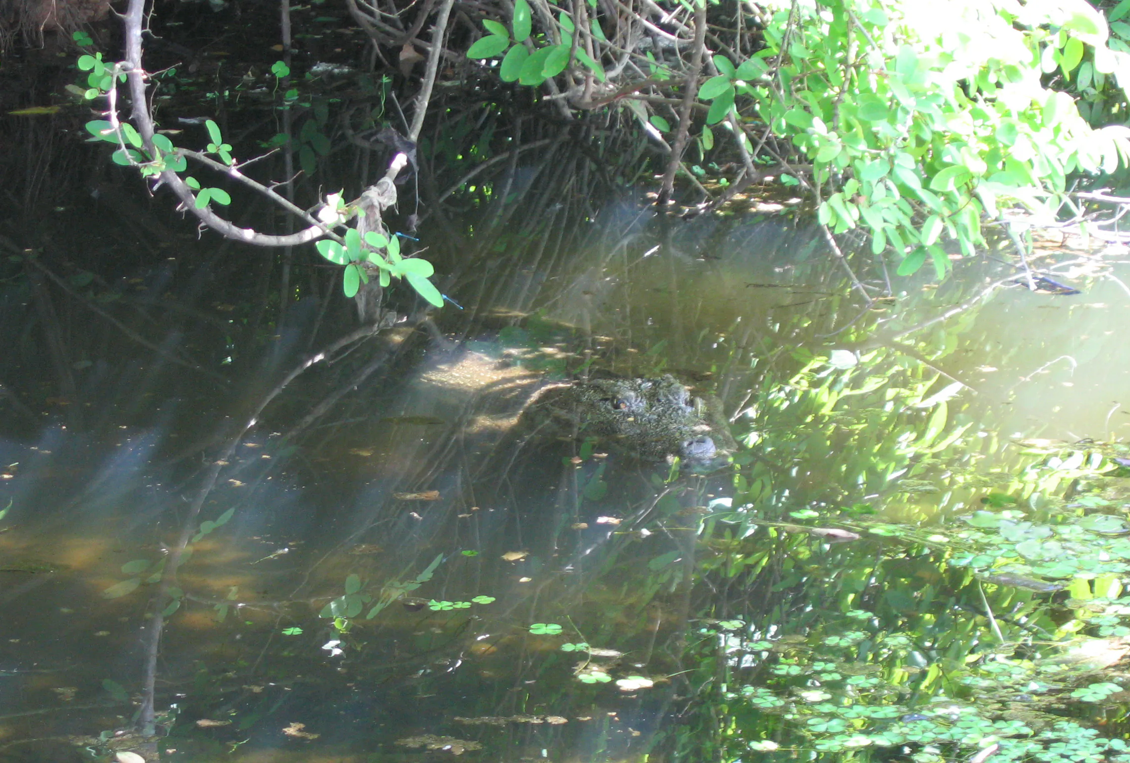 Ananthapura Lake Temple Kasaragod - Image 8