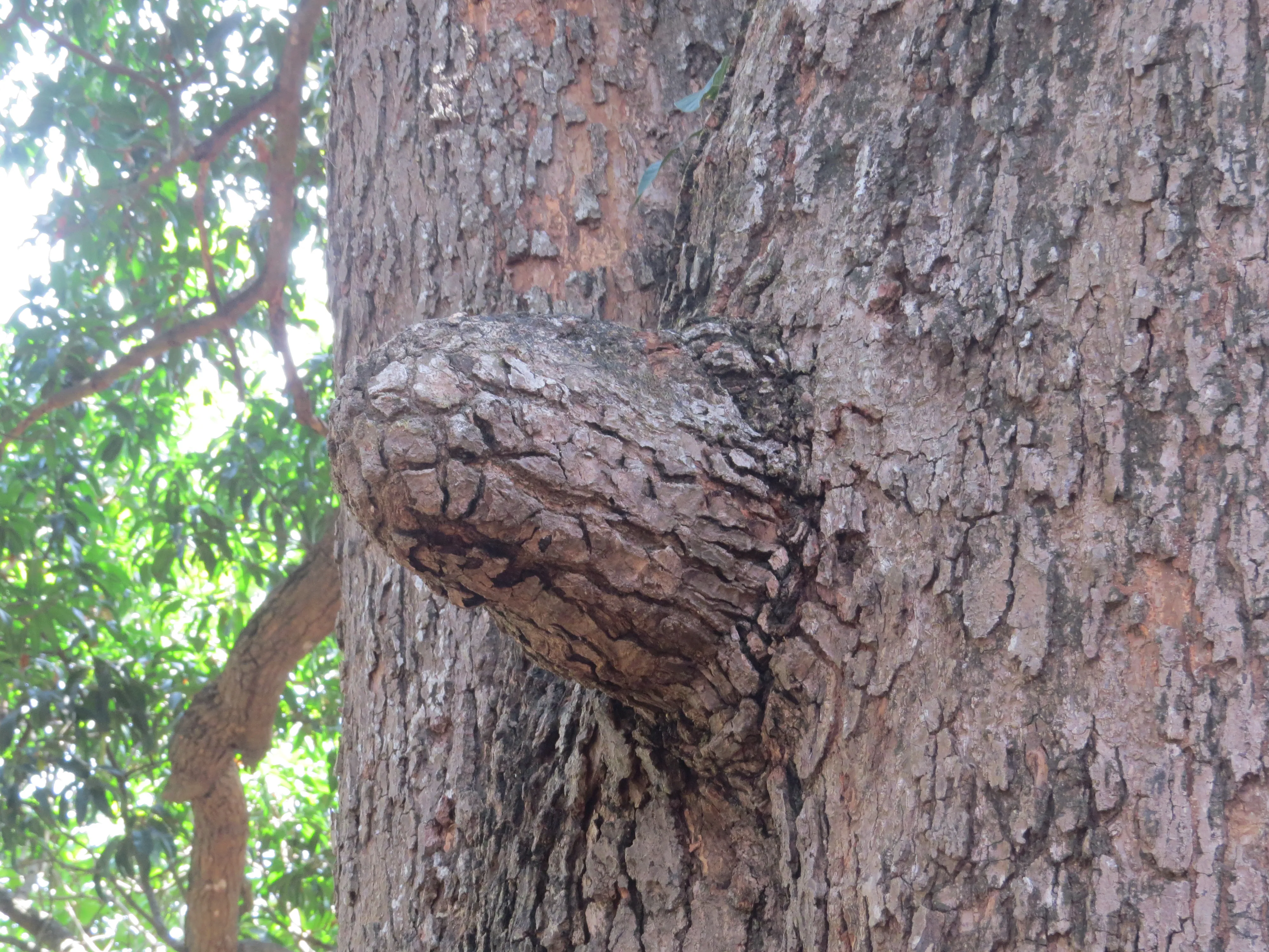 St. Angelo Fort Kannur - Image 10