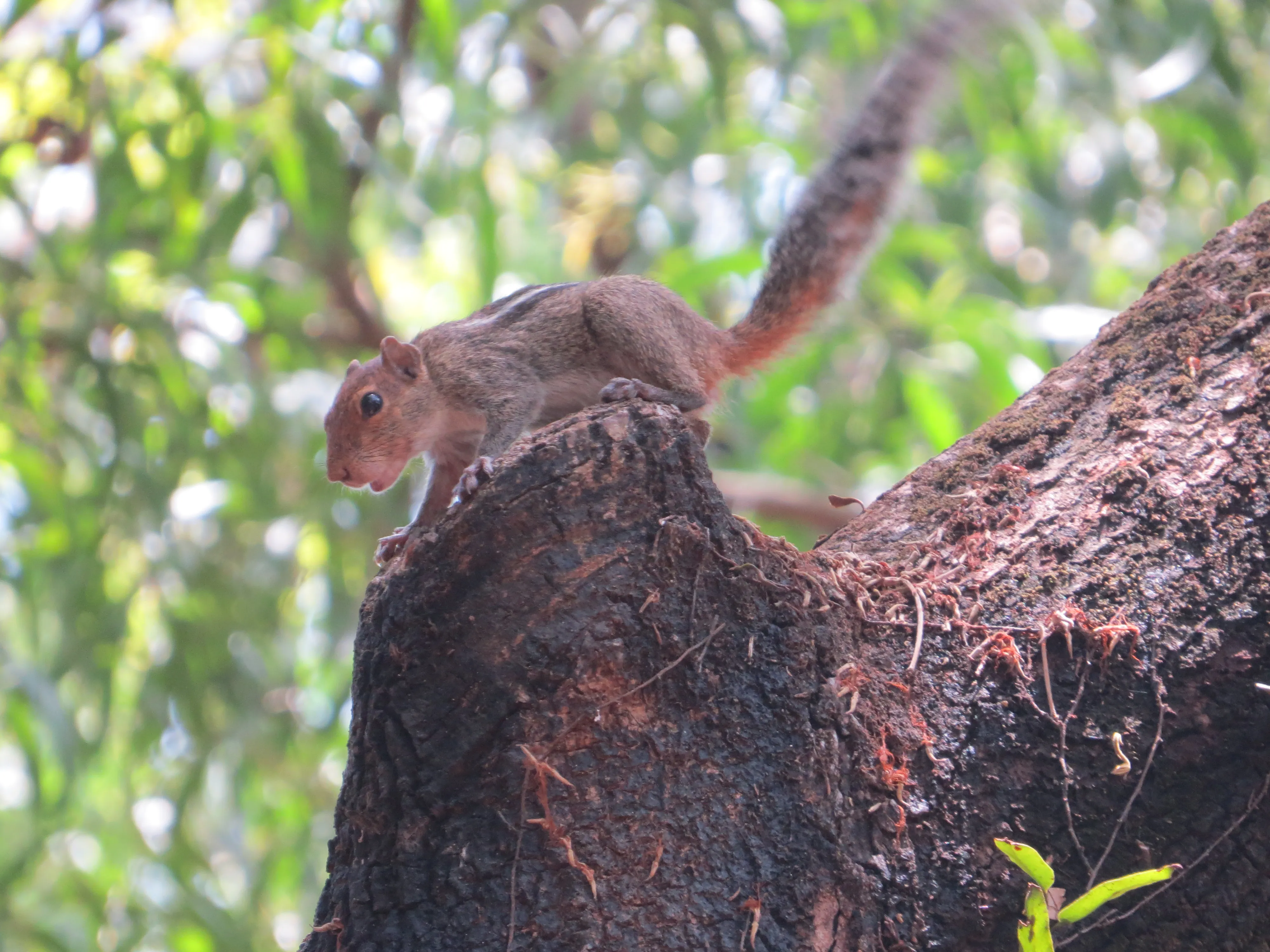St. Angelo Fort Kannur - Image 26