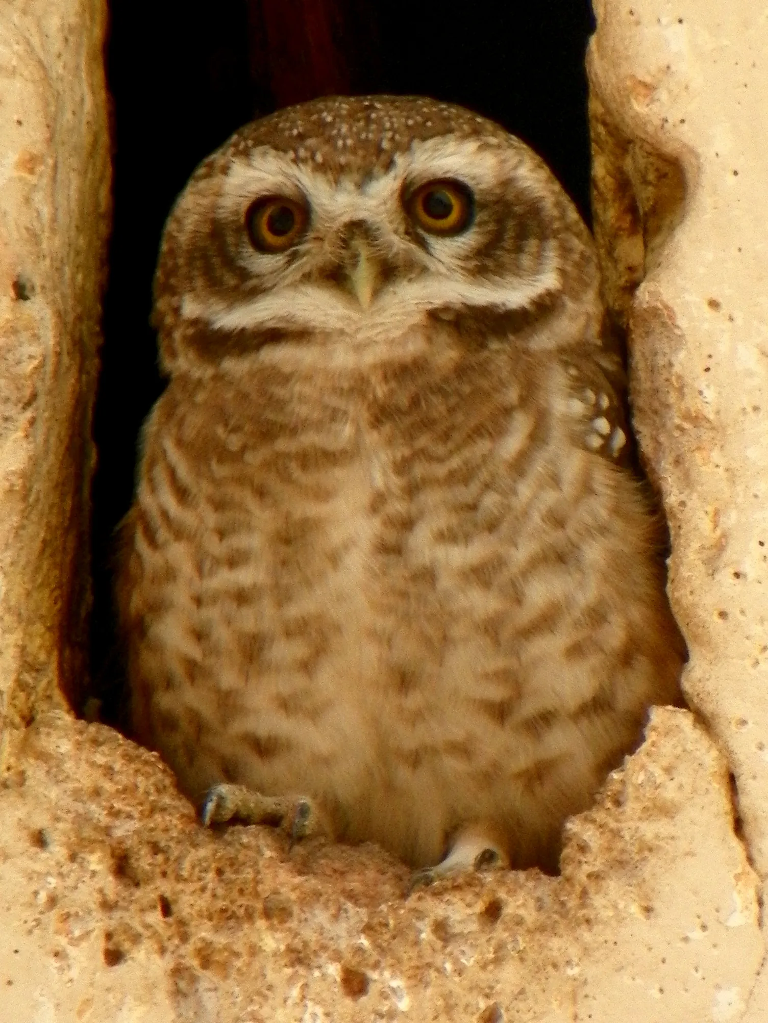 Khajuraho Temples Khajuraho - Image 16