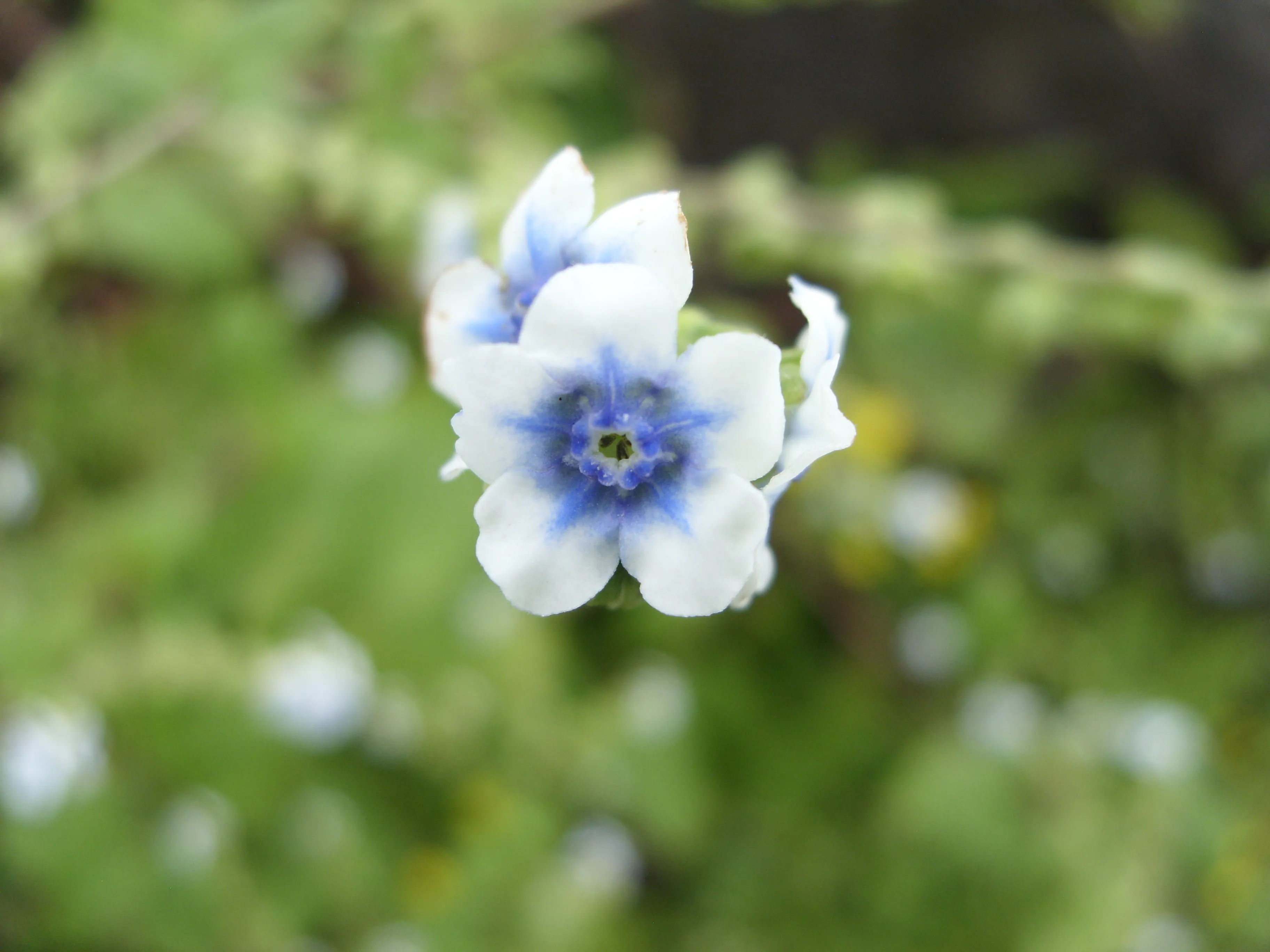Purandar Fort Pune - Image 9