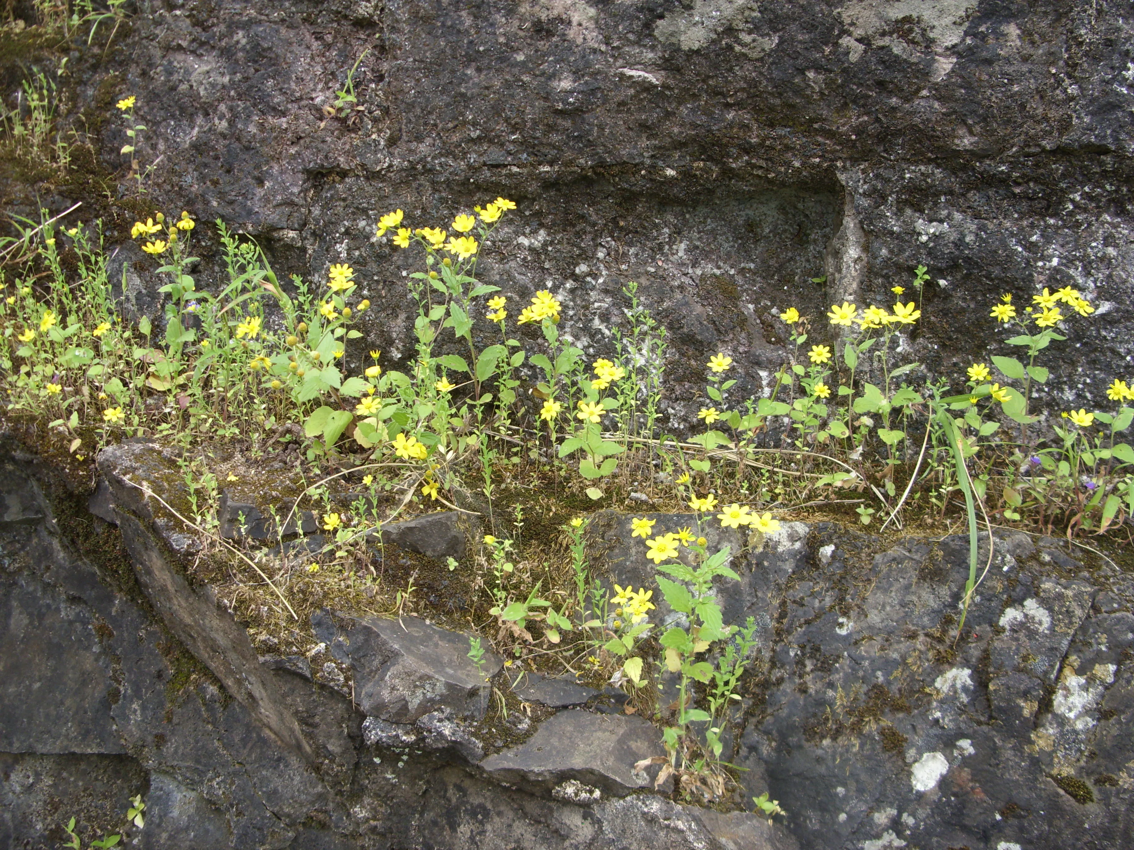 Purandar Fort Pune - Image 20