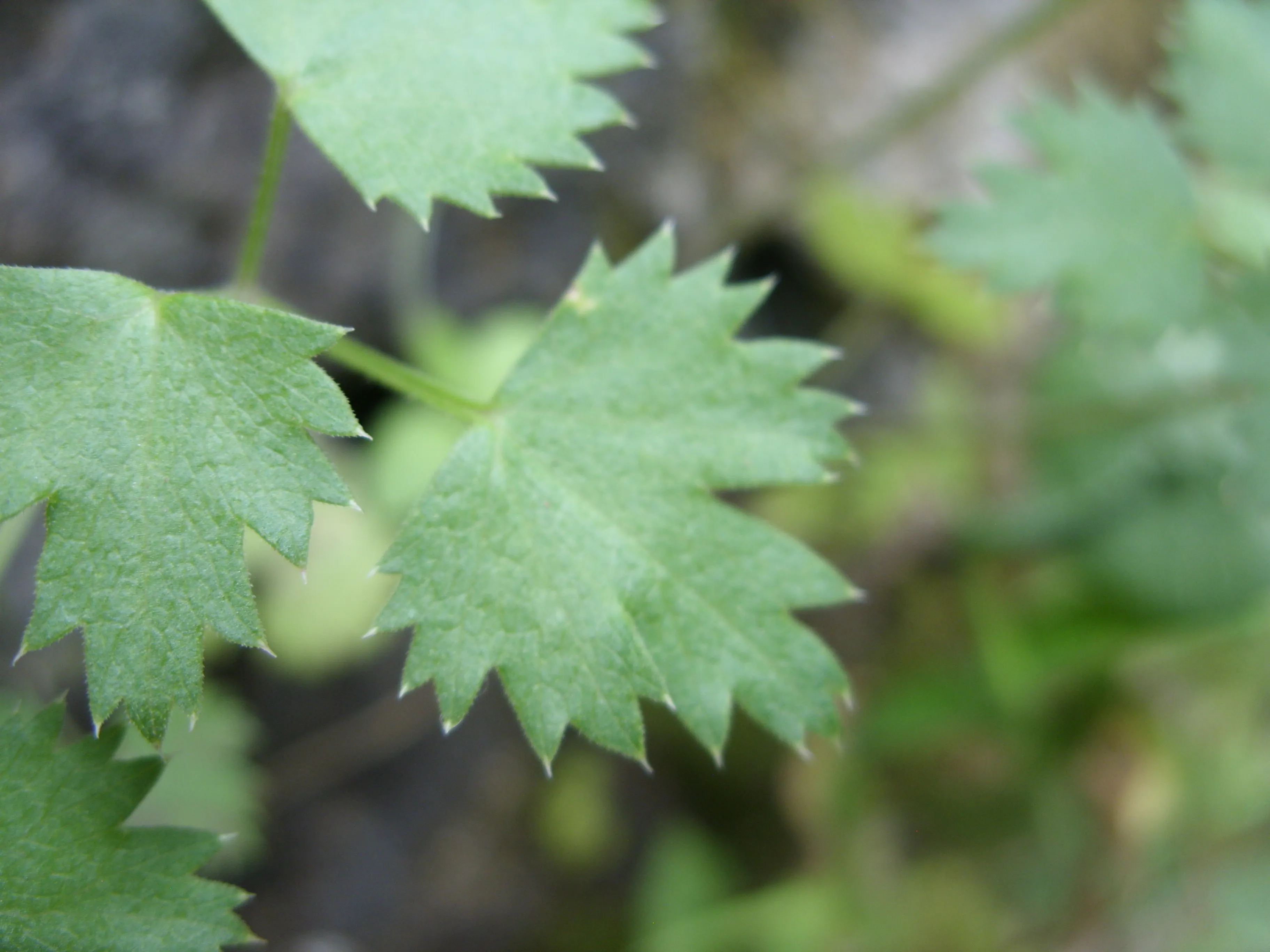 Purandar Fort Pune - Image 27
