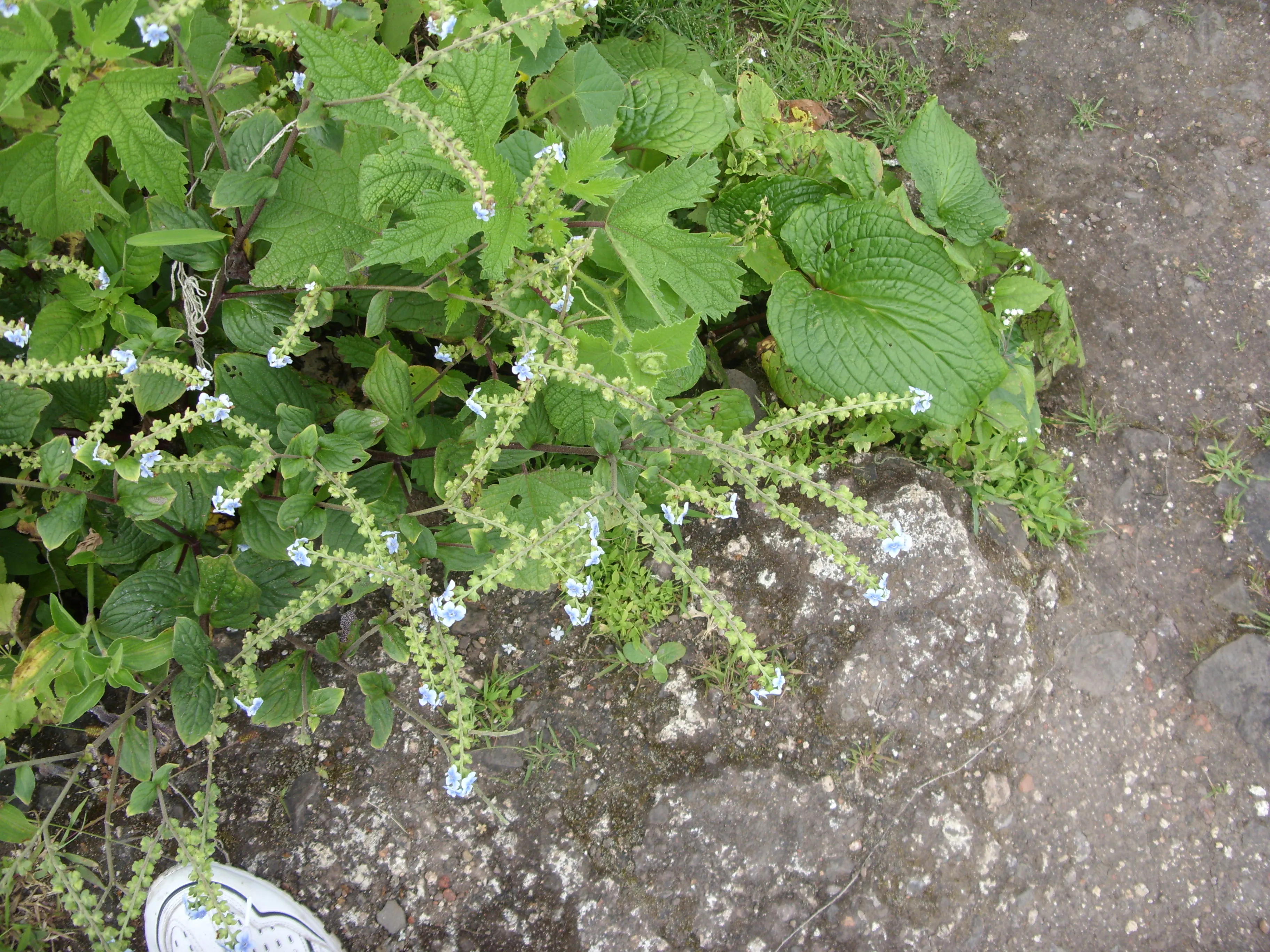 Purandar Fort Pune - Image 29