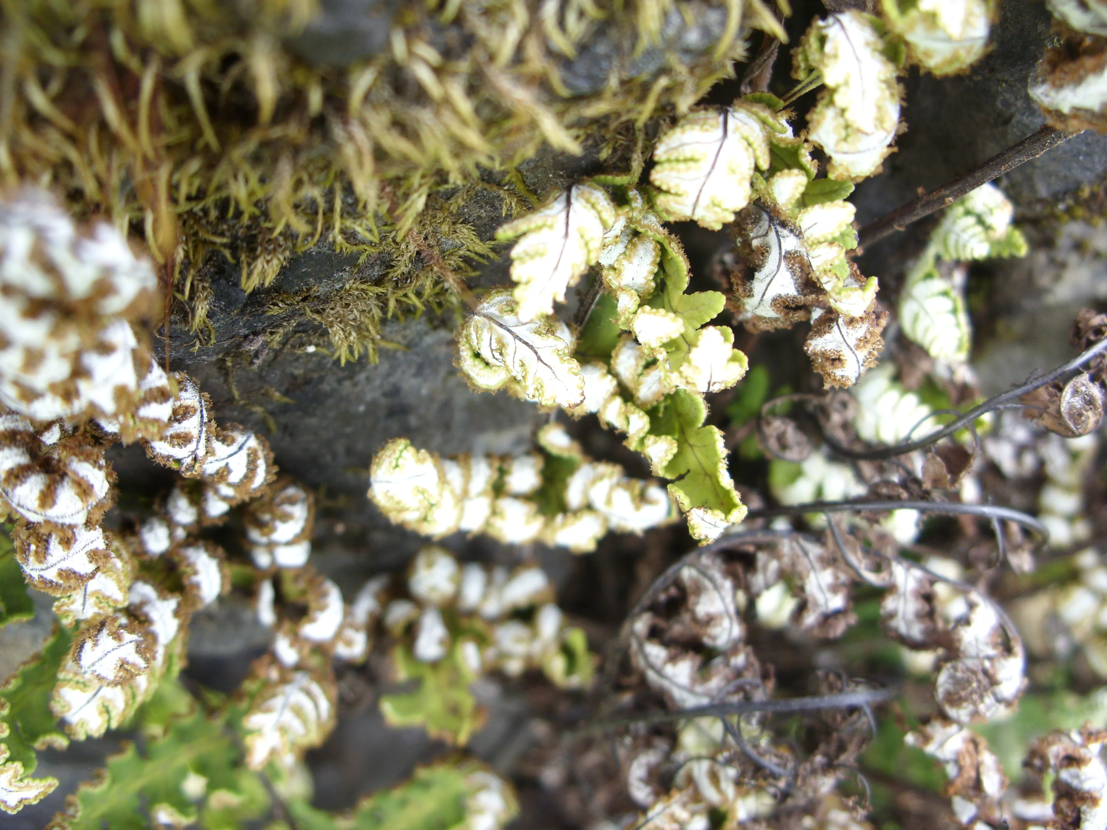 Purandar Fort Pune - Image 39
