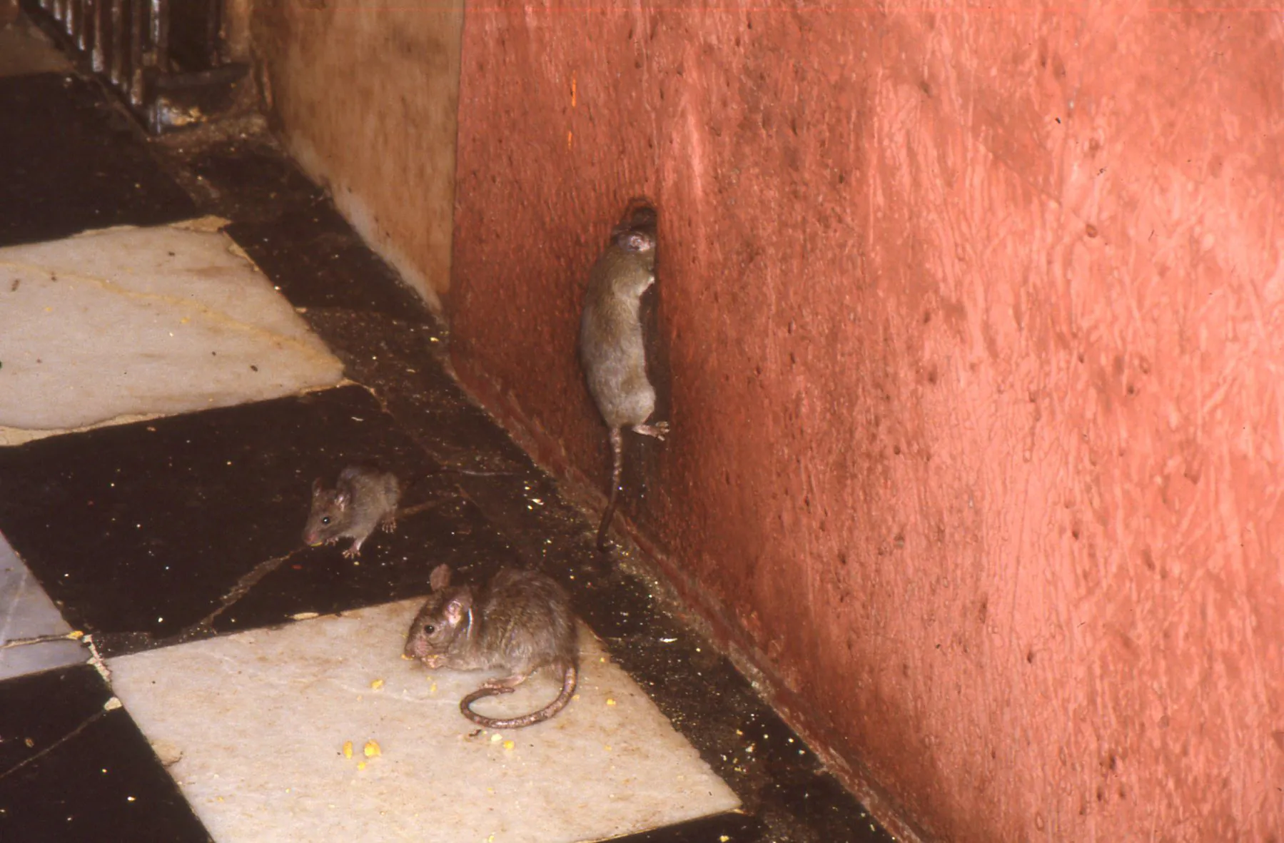 Preserve Karni Mata Temple Deshnoke Heritage Site - Image 2