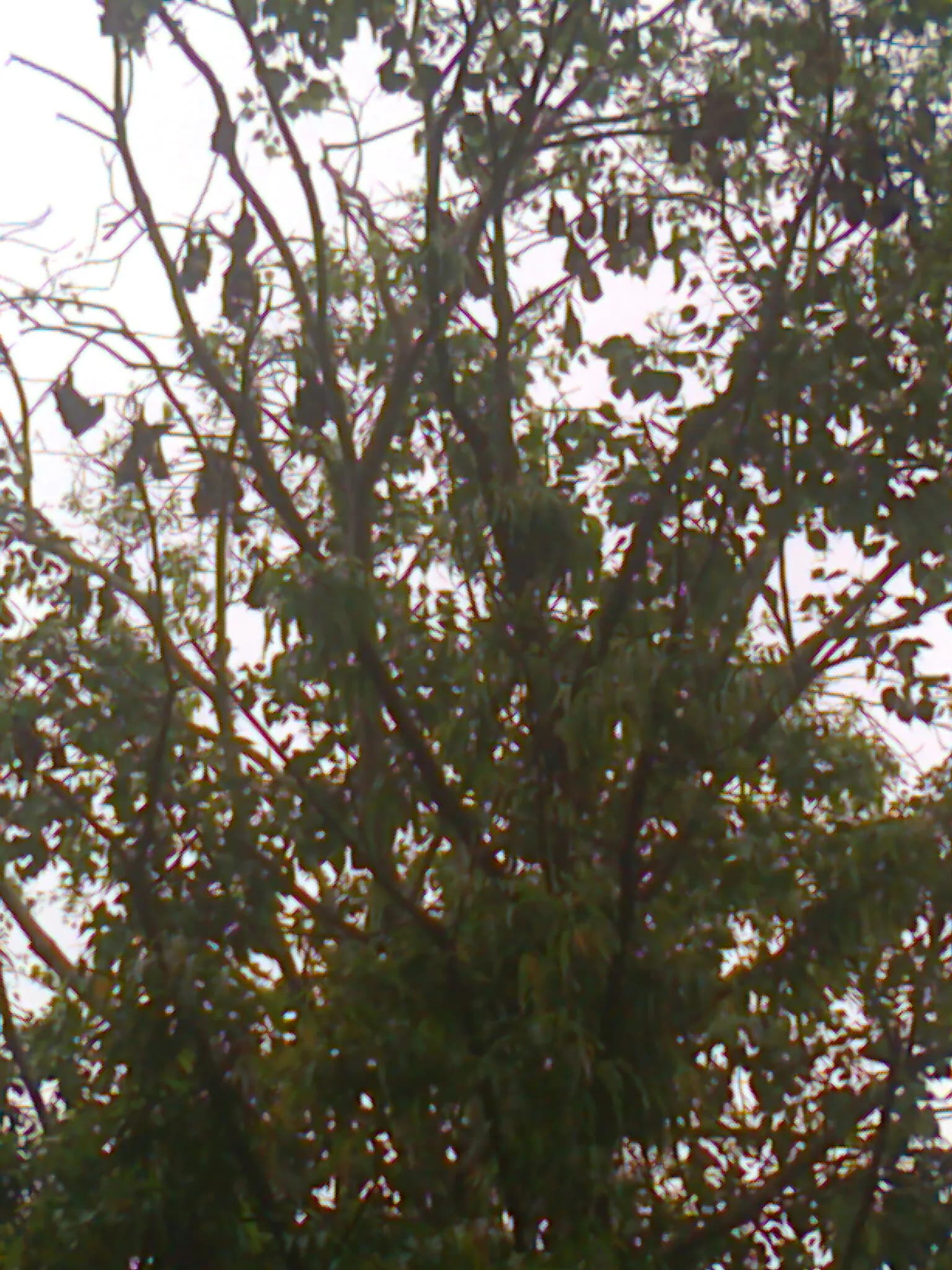 Chilkur Balaji Temple Hyderabad - Image 4
