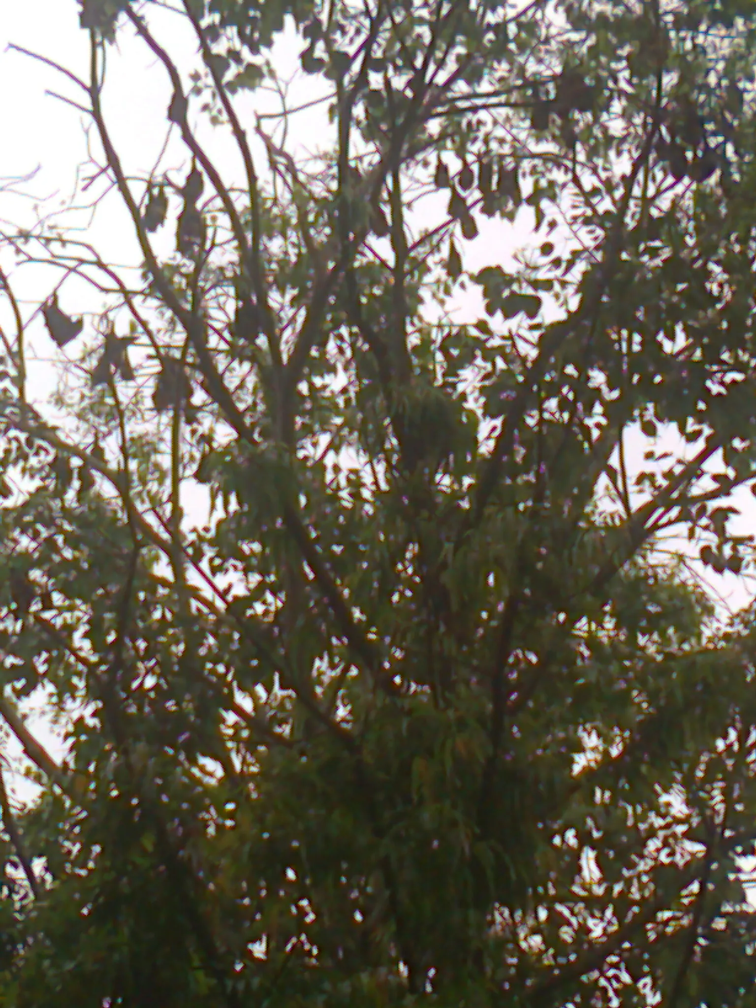 Chilkur Balaji Temple Hyderabad - Image 4