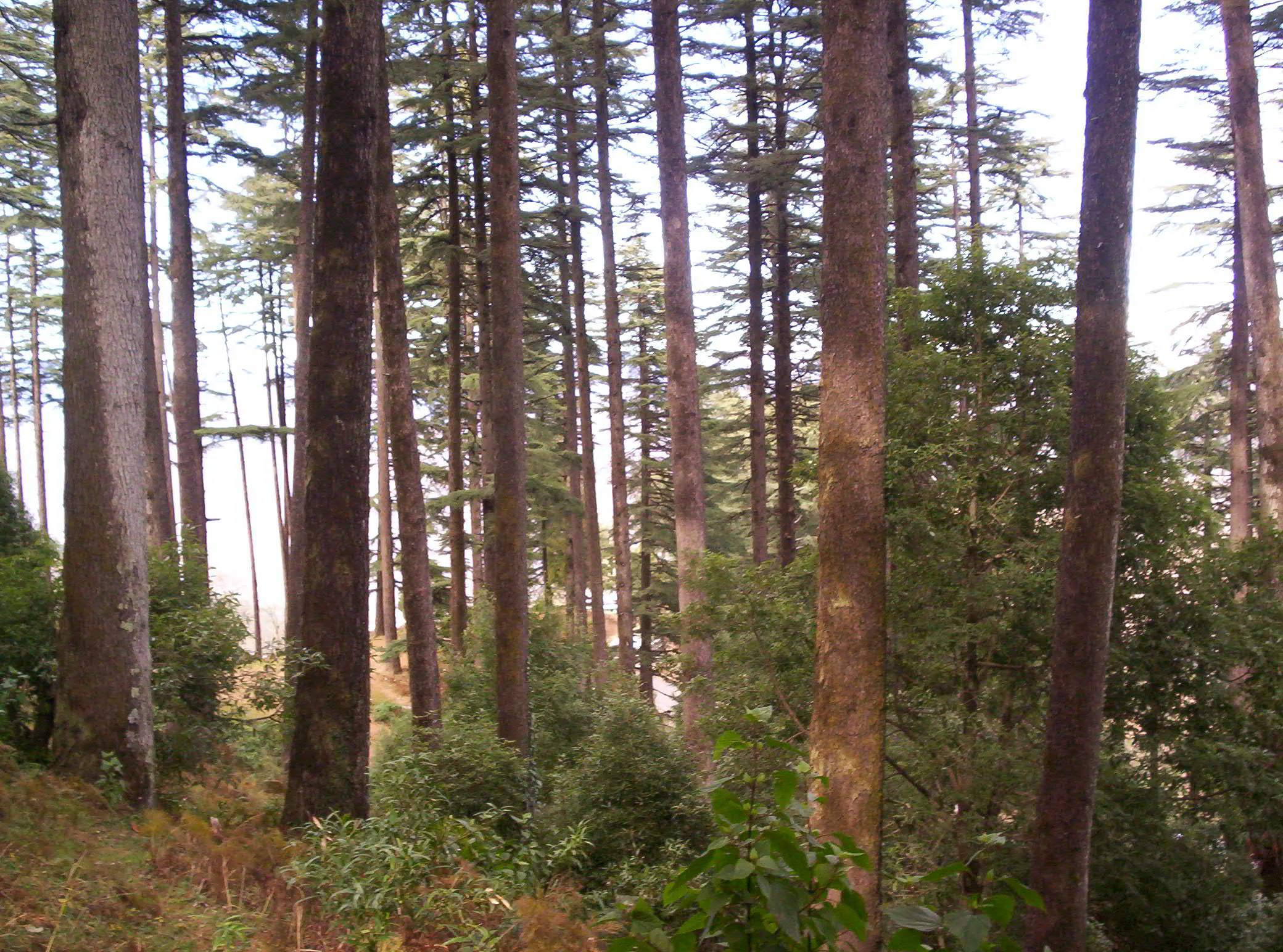 Surkanda Devi Temple Tehri Garhwal - Image 25