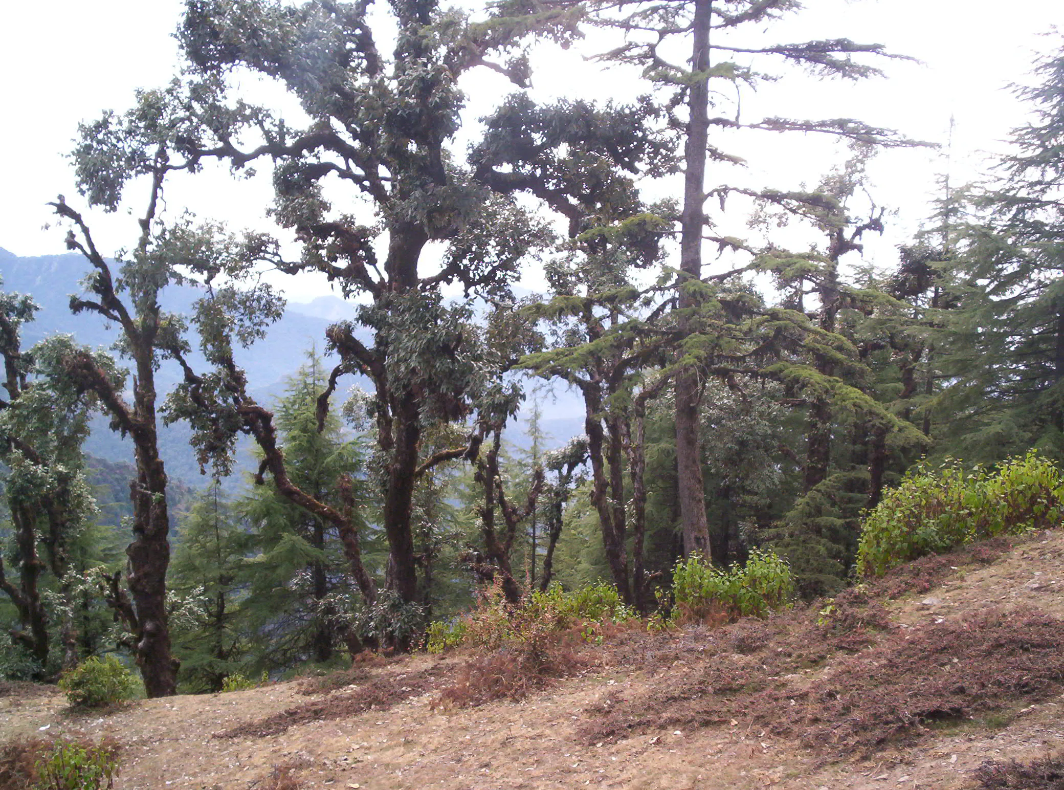 Surkanda Devi Temple Tehri Garhwal - Image 29