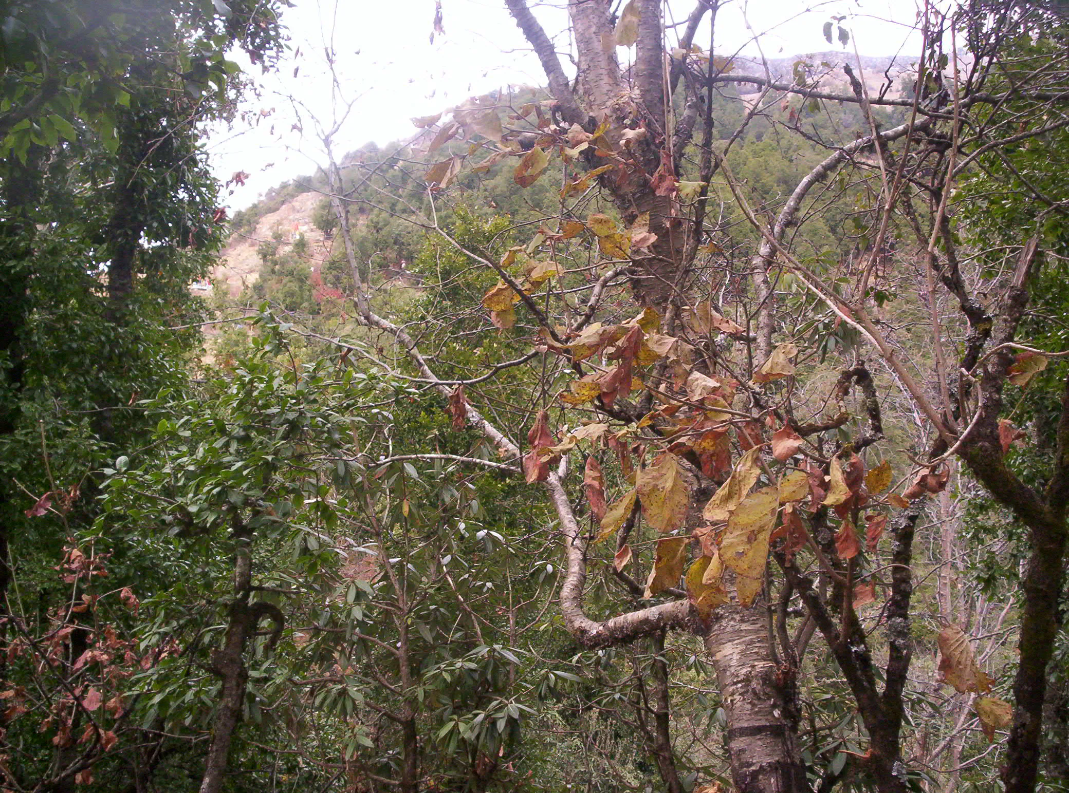 Surkanda Devi Temple Tehri Garhwal - Image 33