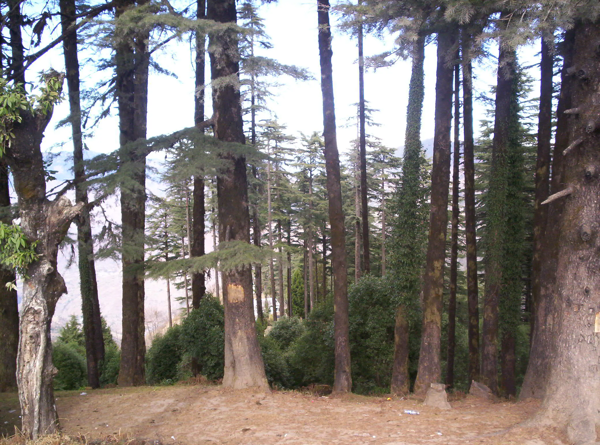 Surkanda Devi Temple Tehri Garhwal - Image 39