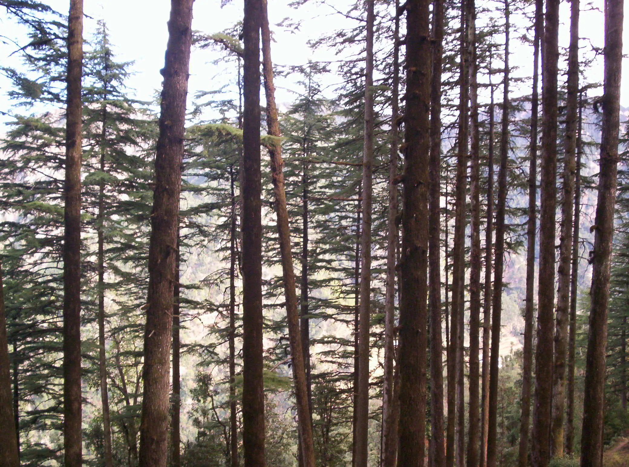 Surkanda Devi Temple Tehri Garhwal - Image 40